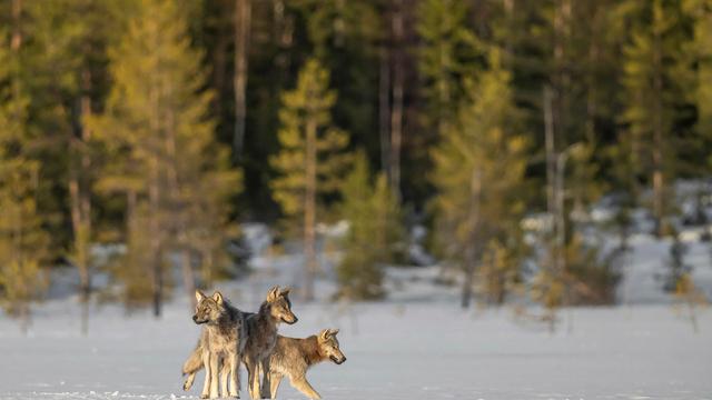 L'affût aux loups