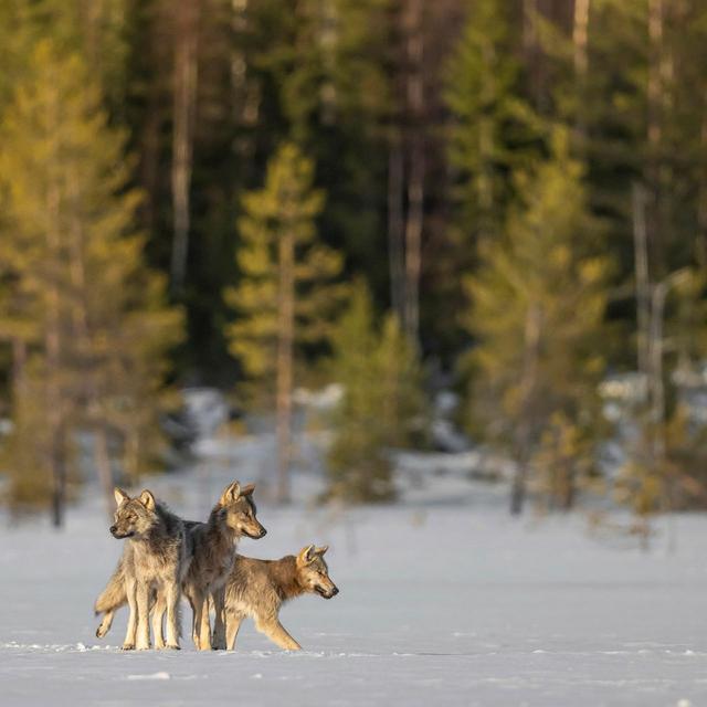 L'affût aux loups