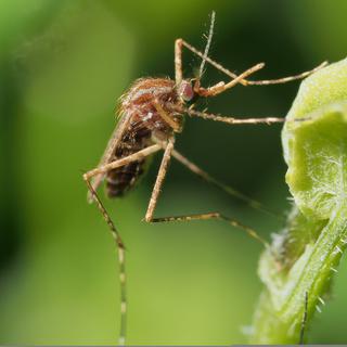 Selon une étude zurichoise parue dans le Journal of Thermal Biology (mai 2023), les moustiques préféreraient se reposer dans des microclimats frais. [Depositphotos - tramontina]