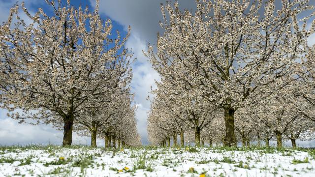 La floraison précoce des merisiers leur permet d'être mieux adaptés au changement climatique. [Keystone - Georgios Kefalas]