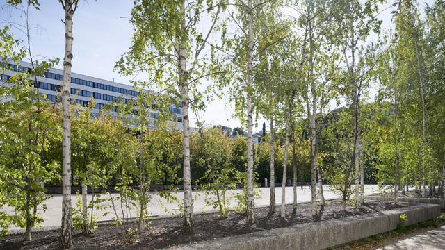 Le fait de planter des arbres en ville permet d'atténuer les températures estivales et d'éviter des décès prématurés. [Christian Beutler]