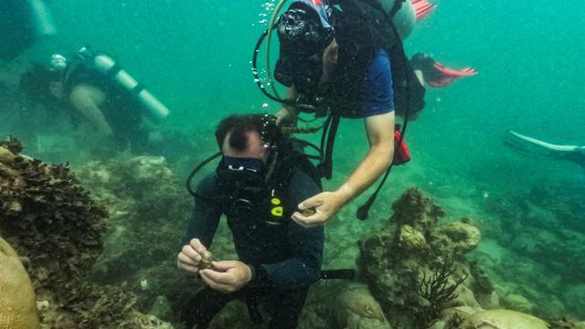 Un relevé de température à plus de 38 degrés au large des côtes de Floride inquiètent les scientifiques car cela met les coraux face à une crise sévère. [Maria Alejandra Cardona]