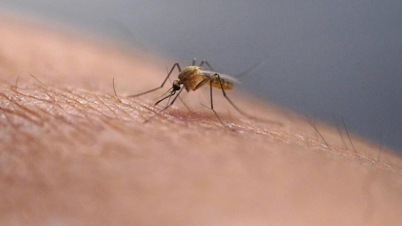 La dengue cause près de 20'000 décès par an dans le monde. [Keystone - Rick Bowmer]