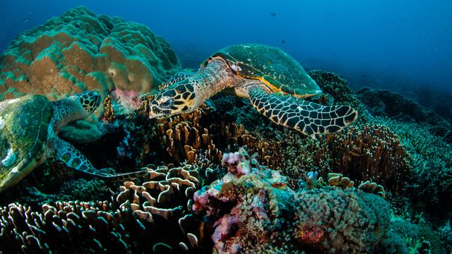 Les récifs coraliens abondent de vie. [Depositphotos - fenkieandreas]