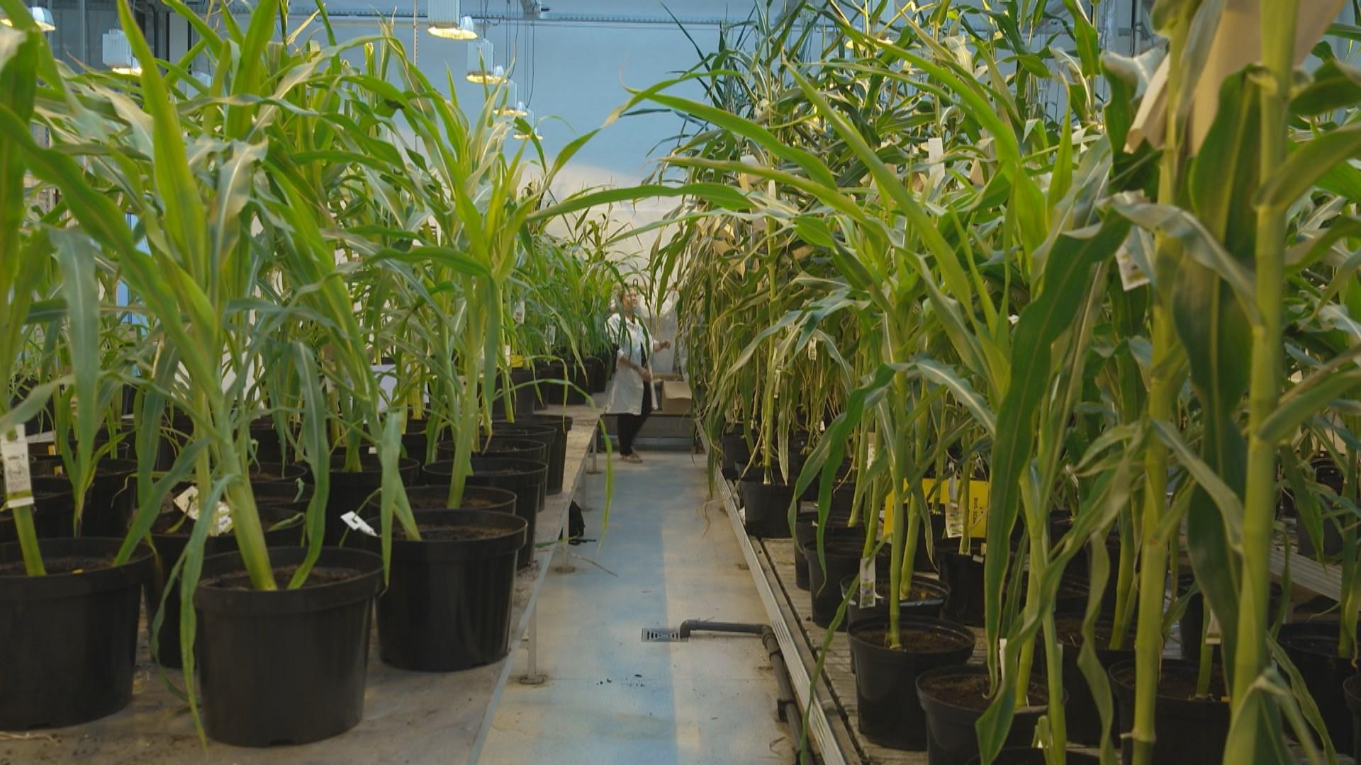 Des chercheurs de l'Université de Gand, en Belgique, étudient du maïs mis au point dans leur laboratoire [RTS]