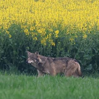Le loup a refait une apparition dans le canton de Genève, dans la commune de Choulex, le vendredi 21 avril 2023. [Denis Oberson]