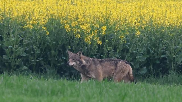 Le loup a refait une apparition dans le canton de Genève, dans la commune de Choulex, le vendredi 21 avril 2023. [Denis Oberson]