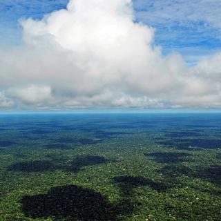 Forêt amazonienne près de Manaus, au Brésil. [Wikipedia - Neil Palmer]