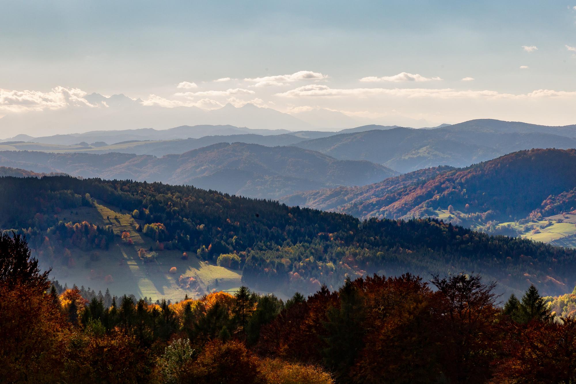 La forêt des Carpates s'étend de la frontière orientale tchèque jusqu'au Danube en Roumanie, à travers la Slovaquie, la Pologne et l'Ukraine. [AFP - Dominika Zarzycka]