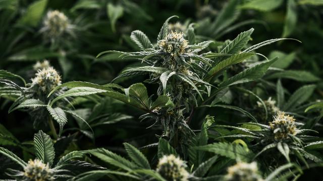 La police vaudoise a mis la main sur plus de 650 kg de cannabis lors d'opérations menées mi-août à Lonay (VD) et Plan-les-Ouates (GE). [Keystone - Christian Beutler]