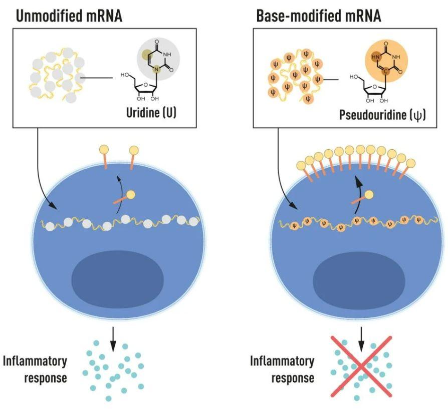 L'ARNm contient quatre bases différentes, abrégées en A, U, G et C. Katalin Karikò et de Drew Weissman ont découvert que l'ARNm modifié par une base peut être utilisé pour bloquer l'activation des réactions inflammatoires (sécrétion de molécules de signalisation) et augmenter la production de protéines lorsque l'ARNm est délivré aux cellules. [The Nobel Committee for Physiology or Medicine - Mattias Karlén]