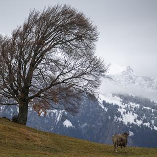 Un arbre penché sous le vent. [Keystone - Gian Ehrenzeller]