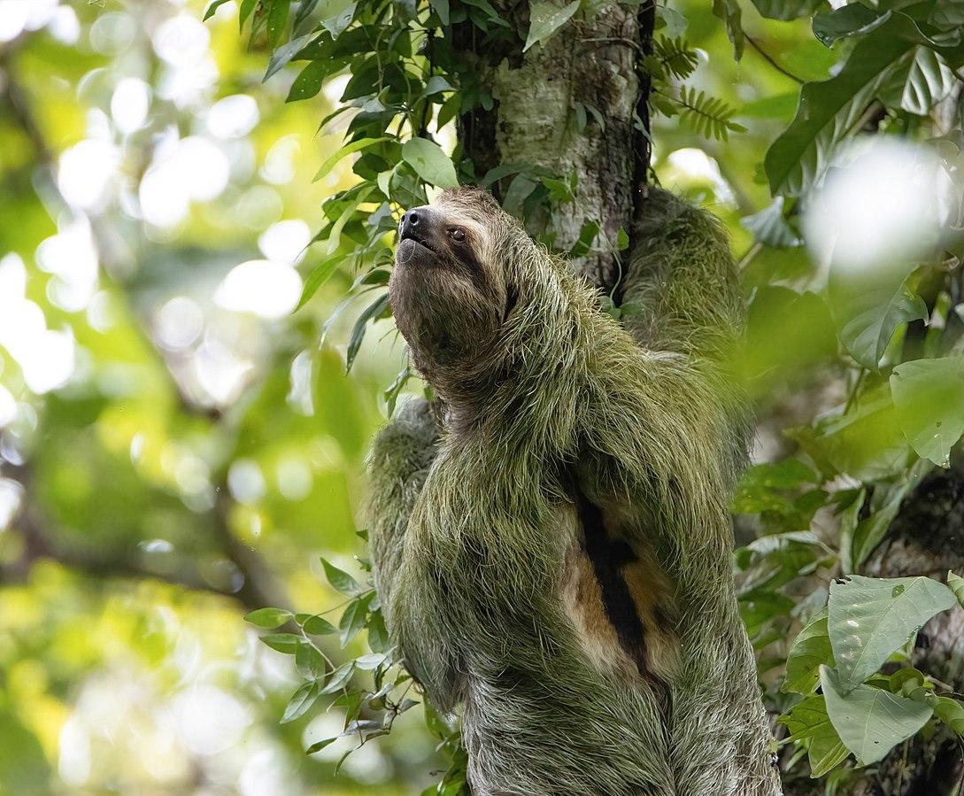 Le Bradypus variegatus ou paresseux à trois doigts, pris en photo à la mi-journée dans un arbre du parc national Manuel Antonio, au Costa Rica. [Wikimédia/CC BY-SA 4.0 - Krunal Desai – Bird & Wildlife Photographer]