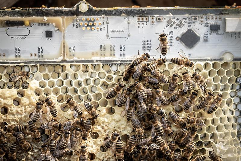 "Bees and chips", soit en français "Des abeilles et des circuits", tel est le titre de cette photo. [CC-BY-NC-ND/SNSF Scientific Image Competition - Rafael Barmak, EPFL]