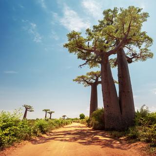 Des baobabs sur l'Île de Madagascar. [Depositphotos - mihtiander]