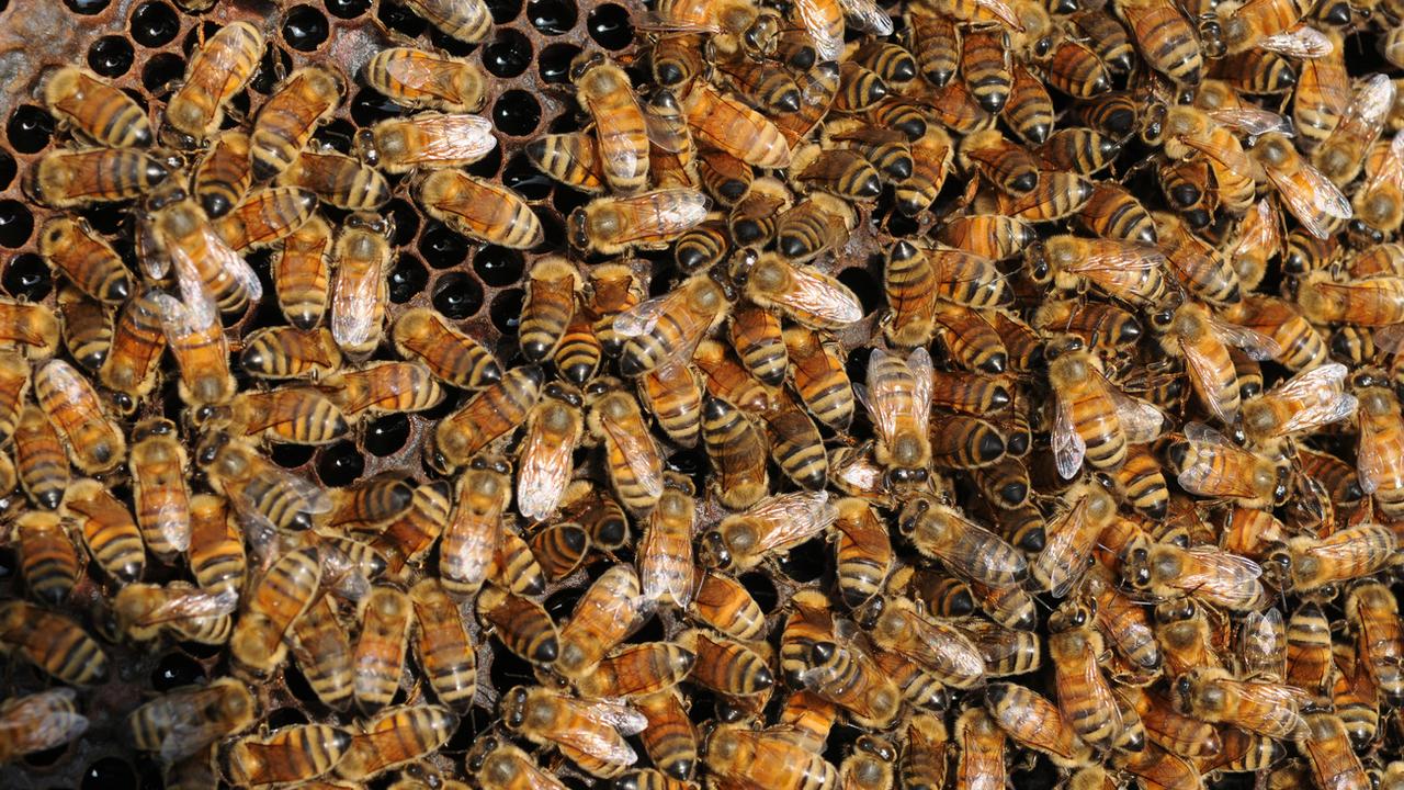 Un vaccin pour les abeilles autorisé aux Etats-Unis pour lutter contre la loque. Ici: des abeilles américaines. [Keystone - AP Photo/The Herald-Palladium/Don Campbell]