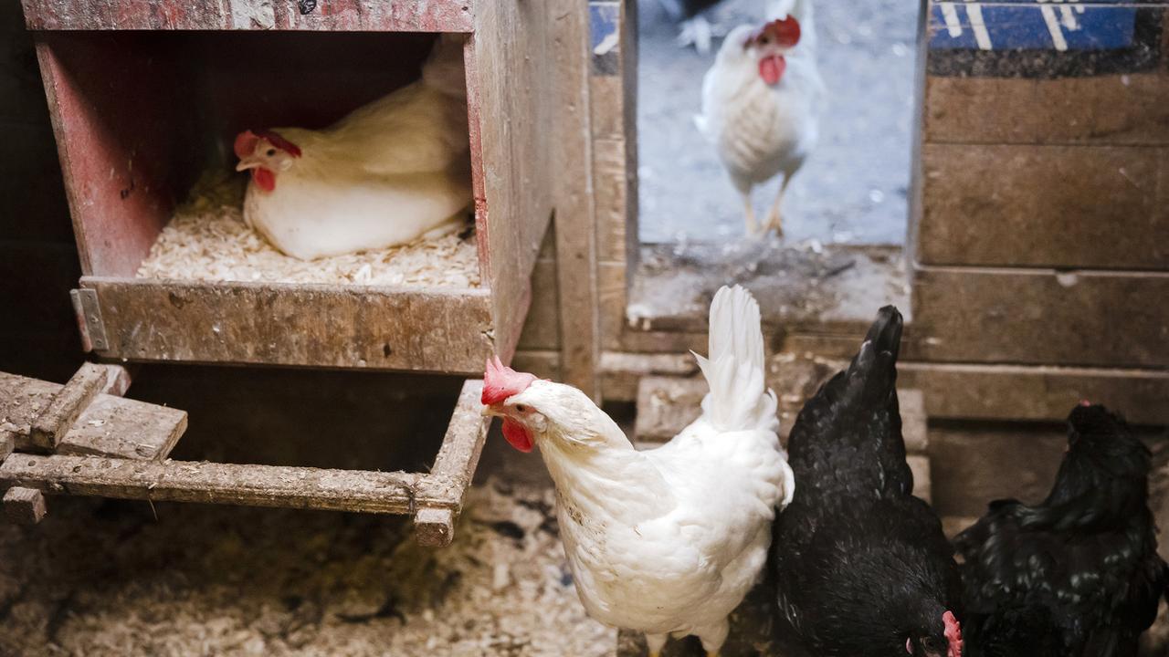 Les mesures prises dans toute la Suisse pour endiguer la grippe aviaire sont prolongées au moins jusqu'à fin avril 2023. [Keystone - Michael Buholzer]