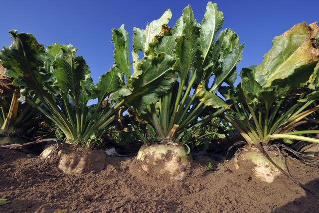 Pour produire 250'000 tonnes de sucre chaque année, les sucreries ont besoin de 20'000 hectares de betteraves, comme cela a été le cas en 2015 qui constitue une bonne récolte. [afp]