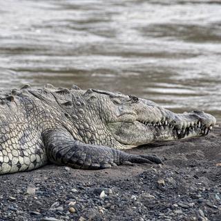 Un spécimen de crocodile Crocodylus Acutus au Costa Rica (2022). [AFP - Ezequiel Becerra]