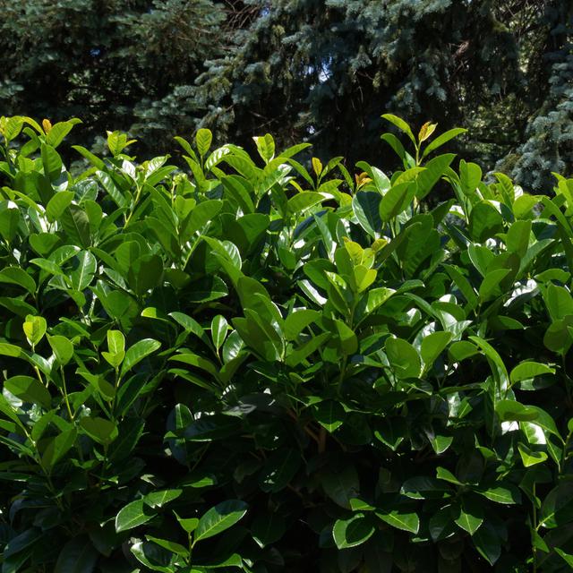 Un laurier-cerise et ses feuilles vertes dans un jardin. [Depositphotos - Vili4545]