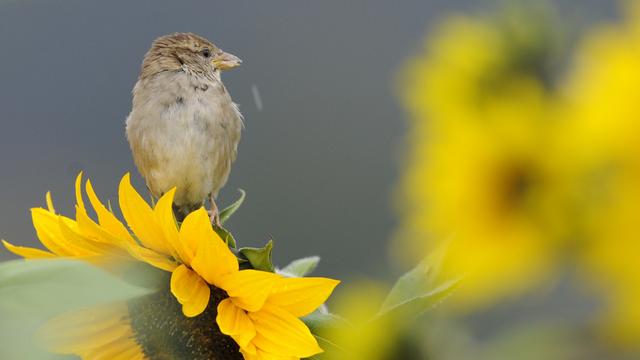 Quelque 20 millions d'oiseaux disparaissent en moyenne, chaque année, en Europe. [Keystone - AP Photo/Winfried Rothermel]