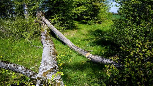 En raison des conditions sèches et chaudes, les arbres morts ou endommagés sont plus nombreux et la repousse est moindre dans les forêts suisses. [Keystone - Jean-Christophe Bott]