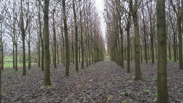 Plantation de paulownias près de Bonn, en Allemagne [SRF]