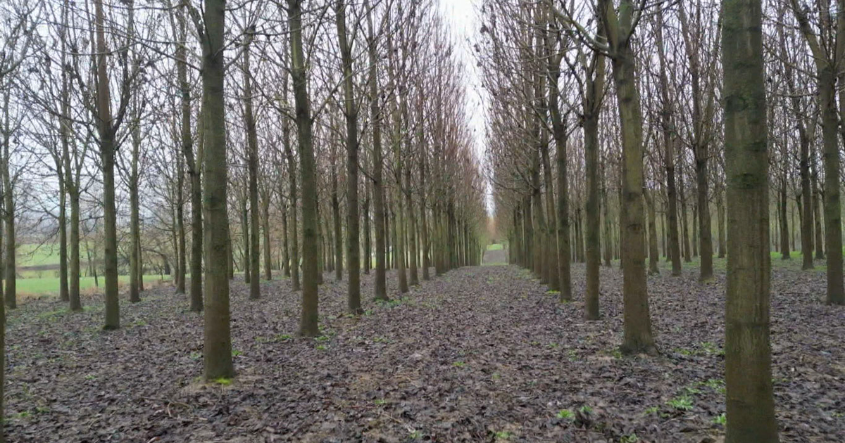 Le paulownia, un arbre "sauveur du climat" qui fait débat en Europe