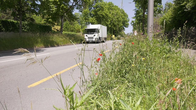 Le bord des routes est laissé non fauché, dédié à la biodiversité, et les graminées y prolifèrent. [RTS - Yoan Rithner]