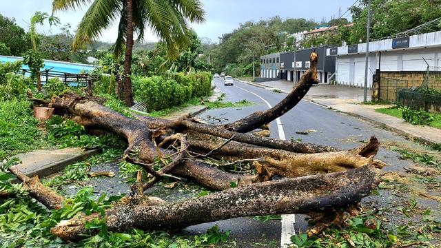 Une route bloquée par les arbres déracinés après le passage du cyclone Judy à Port Vila, au Vanuatu. [AFP - Jean-Baptiste Jeangène Vilmer / Ambassade de France au Vanuatu et aux îles Salomon]