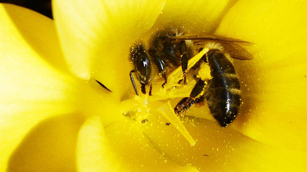 Une diminution de la pollinisation engendrerait une perte annuelle du PIB de plus de trois milliards d'euros selon une étude. [Keystone - Steffen Schmidt]