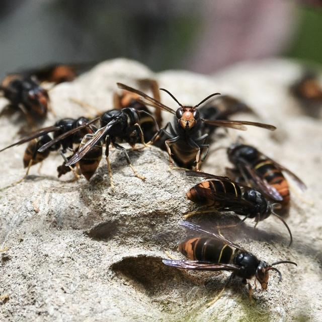 Cette photo prise le 14 octobre 2020 à Chisseaux près de Tours, en France, montre des frelons asiatiques sur leur nid. [AFP - Alain Jocard]