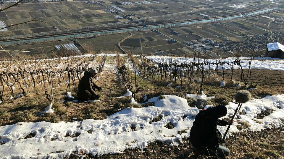 Une année à la vigne - Les domaines du possible: Hiver 1-4