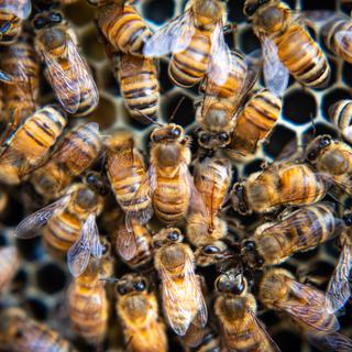 Le 1er vaccin pour abeilles sera injecté dans la gelée royale dont les insectes sont friands. [Depositphotos - Cavan]