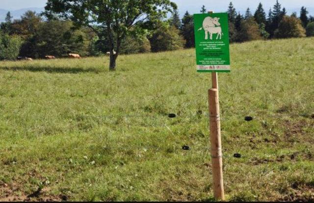 Un panneau avertissant de la présence d'une vache allaitante. [Service de prévention des accidents dans l'agriculture]