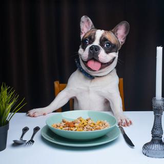 Un chien est assis à table, prêt à manger ses croquettes. [Depositphotos - alexannabuts]