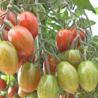 Le canton de Genève est un haut lieu de la tomate en Suisse. [RTS]