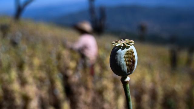 La culture du pavot s'est envolé après le coup d'Etat en Birmanie. [AFP - Ye Aung Thu]