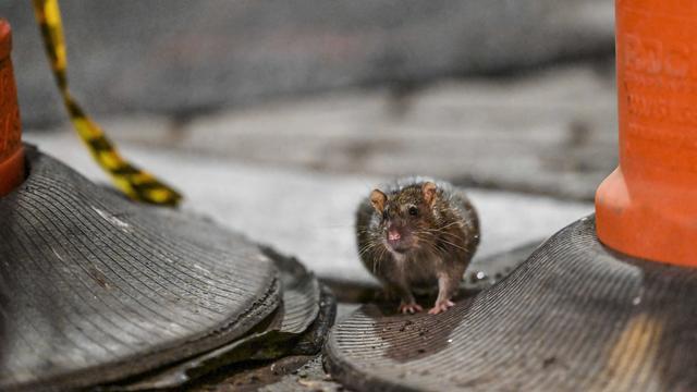 A New York, la lutte de la ville contre les rats s'organise. [ANADOLU AGENCY VIA AFP - FATIH AKTAS]