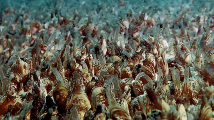 Des moules quagga prises en photo par la Commission internationale de la protection du Léman (CIPEL). [CIPEL - S. Jacquet]
