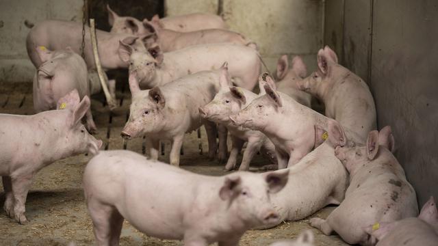 Il y a 50'000 cochons en trop sur le marché suisse. [Keystone - Christian Beutler]