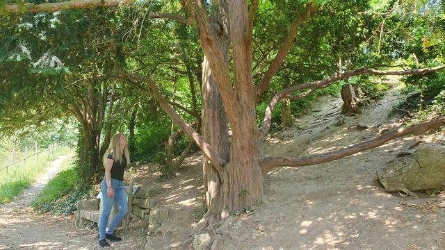 COJA 13.08.23 Série arbres l'if du jardin du château de Delémont. [RTS - ©Xavier Bloch]