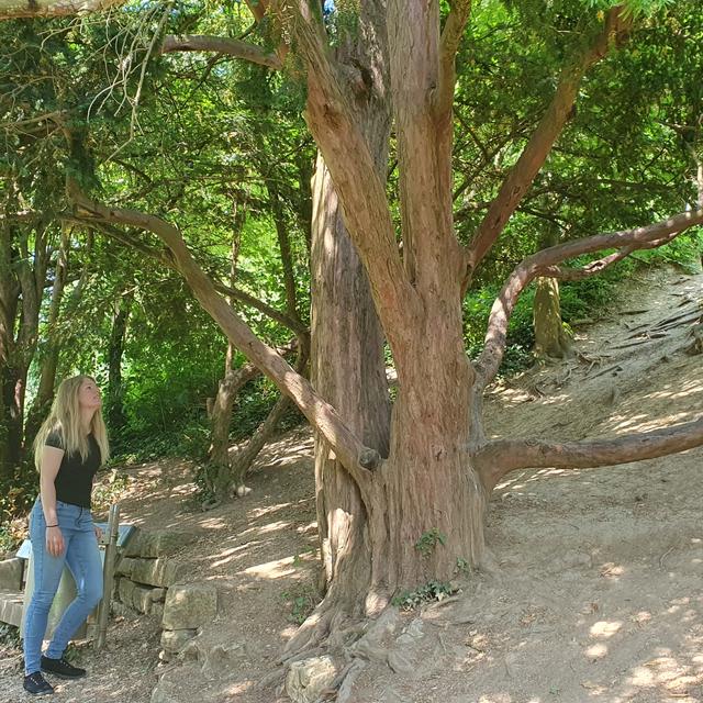 COJA 13.08.23 Série arbres l'if du jardin du château de Delémont. [RTS - ©Xavier Bloch]