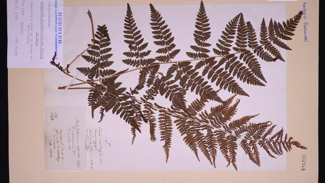 Un herbier numérisé du musée Jurassica. [Jurassica - Kilian Junker]