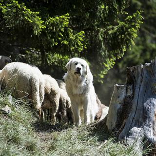 Un Patou, chien de protection de moutons sur un alpage à Plan-Cernet sur la route du Sanetsch en Valais. [Keystone - Jean-Christophe Bott]