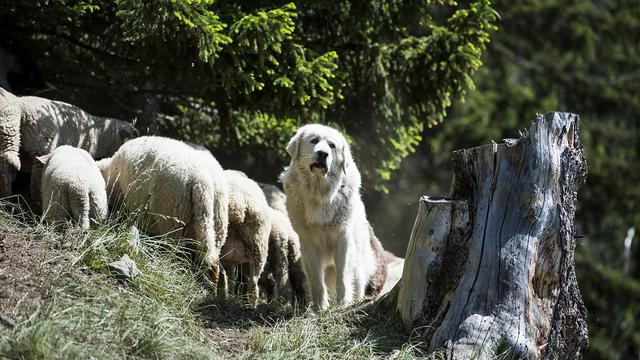 Un Patou, chien de protection de moutons sur un alpage à Plan-Cernet sur la route du Sanetsch en Valais. [Keystone - Jean-Christophe Bott]