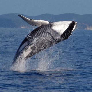 Les baleines à bosse chantent de moins en moins et c'est bon signe. [Keystone - (AP Photo / Southern Cross University Whale Research Center, Peter Harrison, HO]