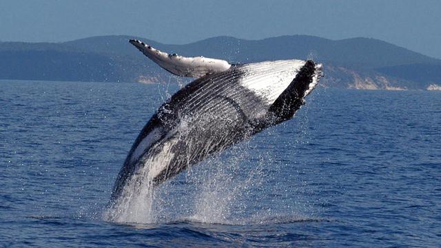Les baleines à bosse chantent de moins en moins et c'est bon signe. [Keystone - (AP Photo / Southern Cross University Whale Research Center, Peter Harrison, HO]