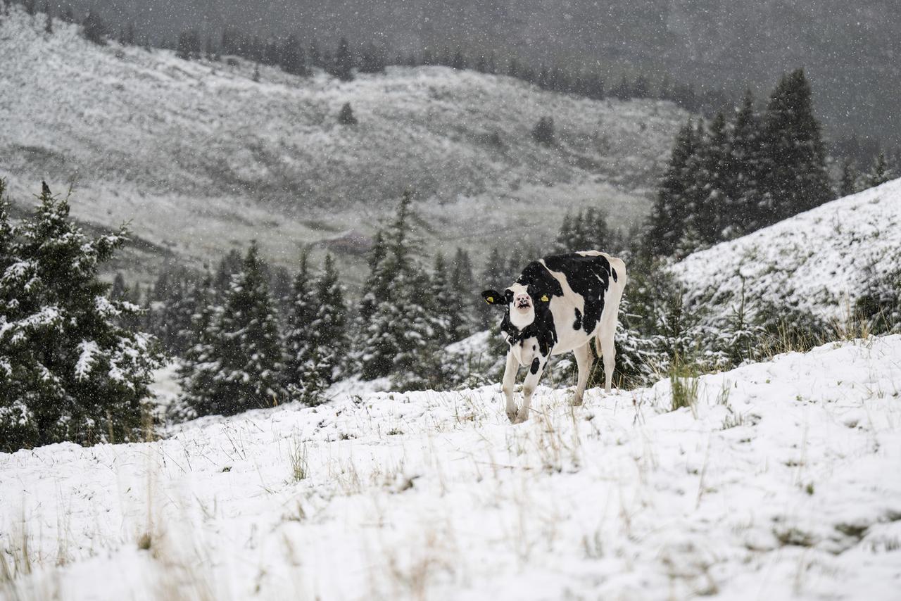 Le retour de la neige surprend tout le monde, ici à la Petite Scheidegg, dans les Alpes bernoises. [Keystone - Peter Schneider]