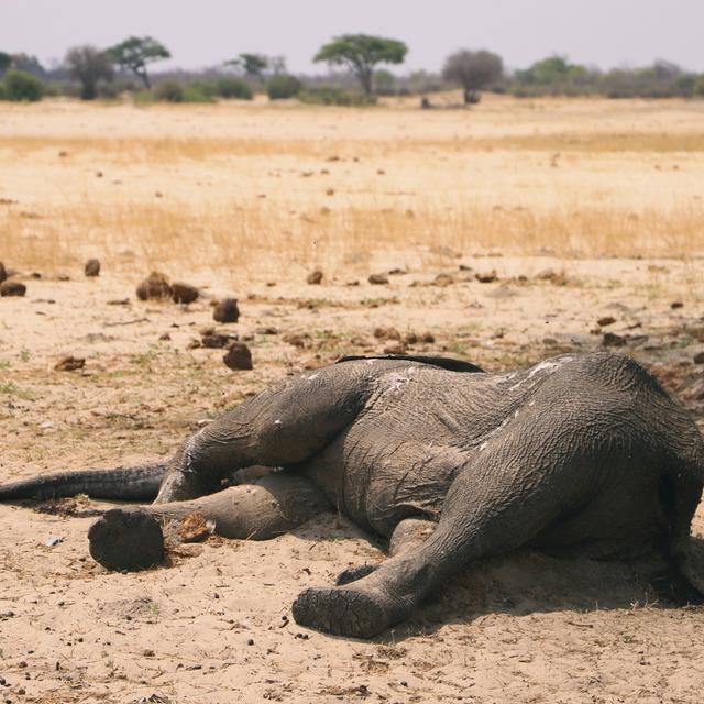 Au moins 100 éléphants morts de soif au Zimbabwe. [Keystone - AP]